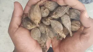 በጣም ቆንጆ የሆነ ደረቅ ኮረሪማ