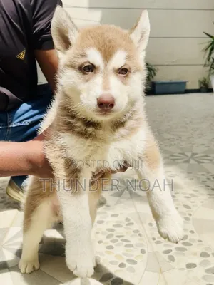 1-3 months Male Purebred Siberian Husky