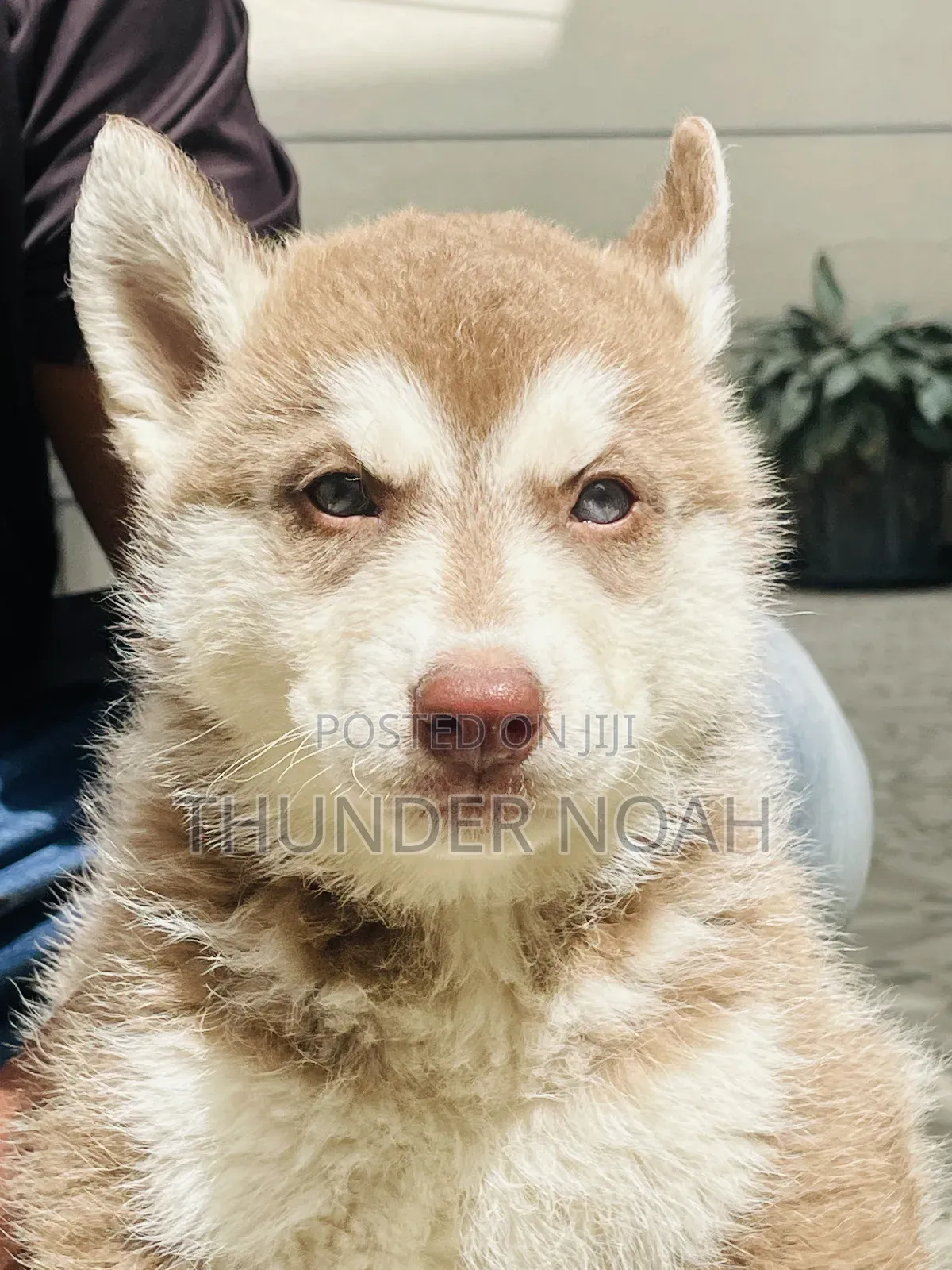 1-3 months Male Purebred Siberian Husky