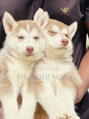 1-3 months Male Purebred Siberian Husky