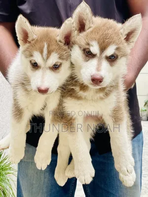 1-3 months Male Purebred Siberian Husky