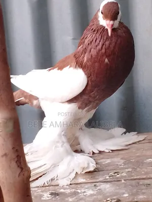 ሴት ሪቨርስዊንግ ፖተር