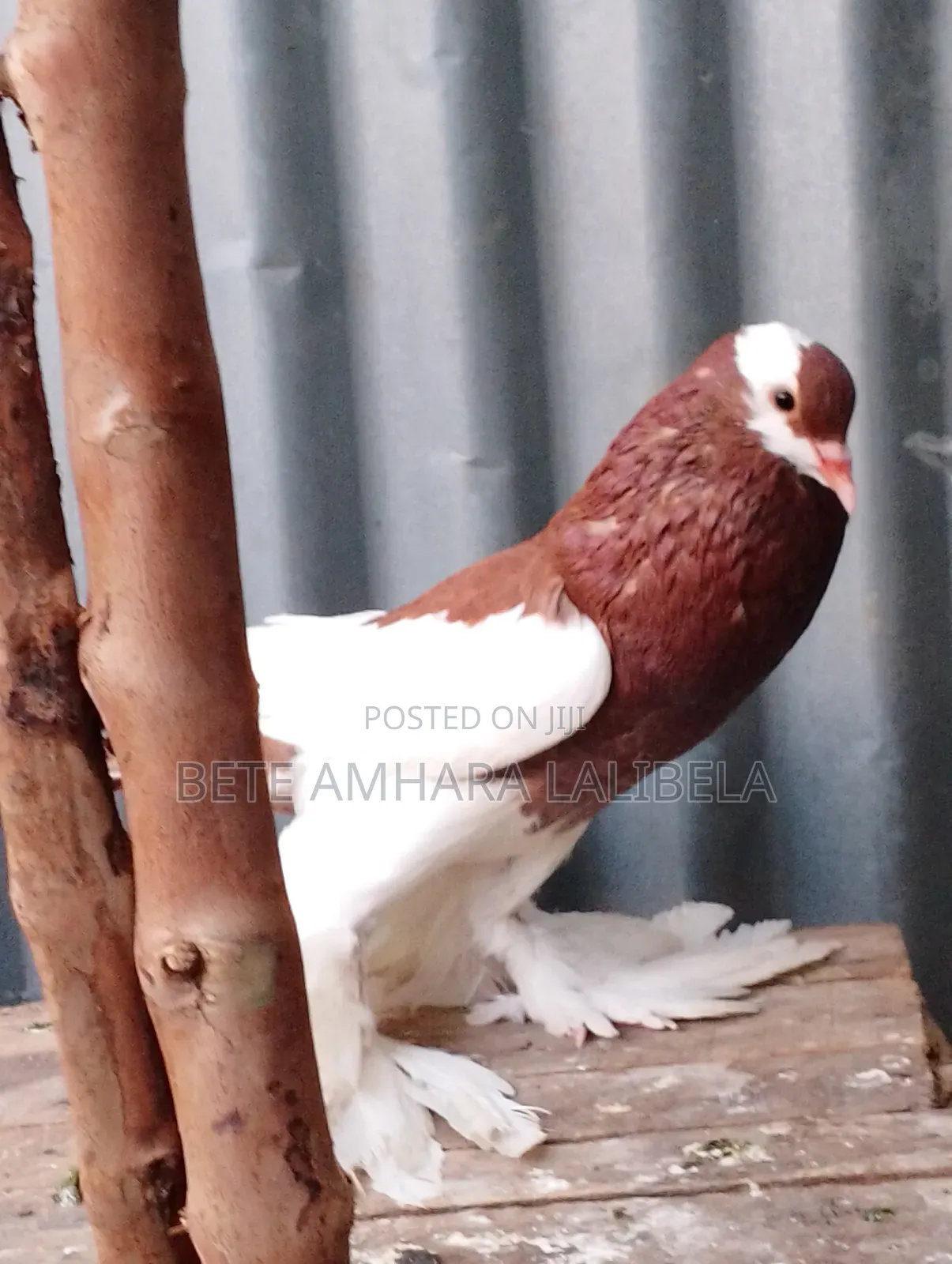 ሴት ሪቨርስዊንግ ፖተር