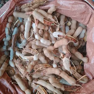 Tamarind Fruit / ሮቃ ፍሬ