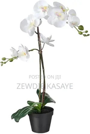 Ikea Fejka Artificial Potted Plant, Orchid White 9 Cm and 12 Cm