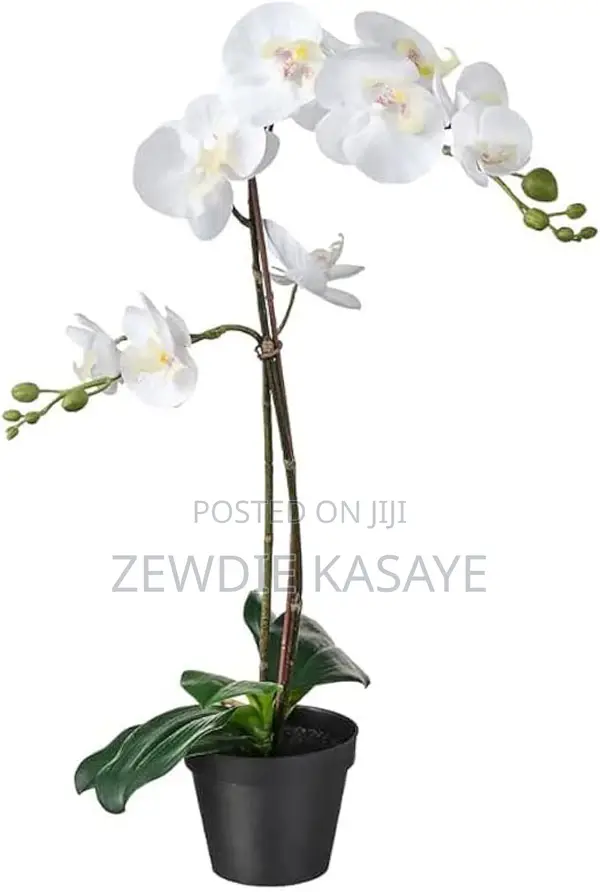 Ikea Fejka Artificial Potted Plant, Orchid White 9 Cm and 12 Cm