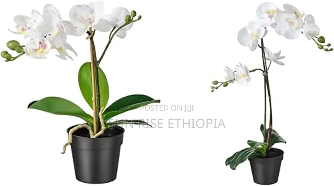 Ikea Fejka Artificial Potted Plant, Orchid White 9 Cm and 12 Cm