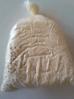 Oyster Mushroom Spawn