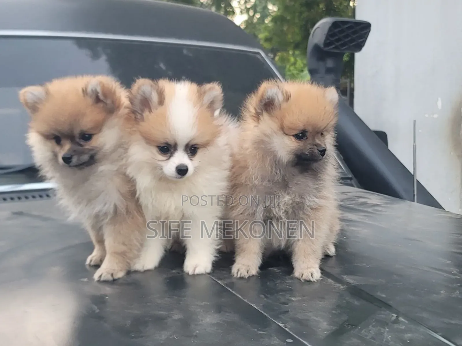 1-3 months Male Purebred Pomeranian