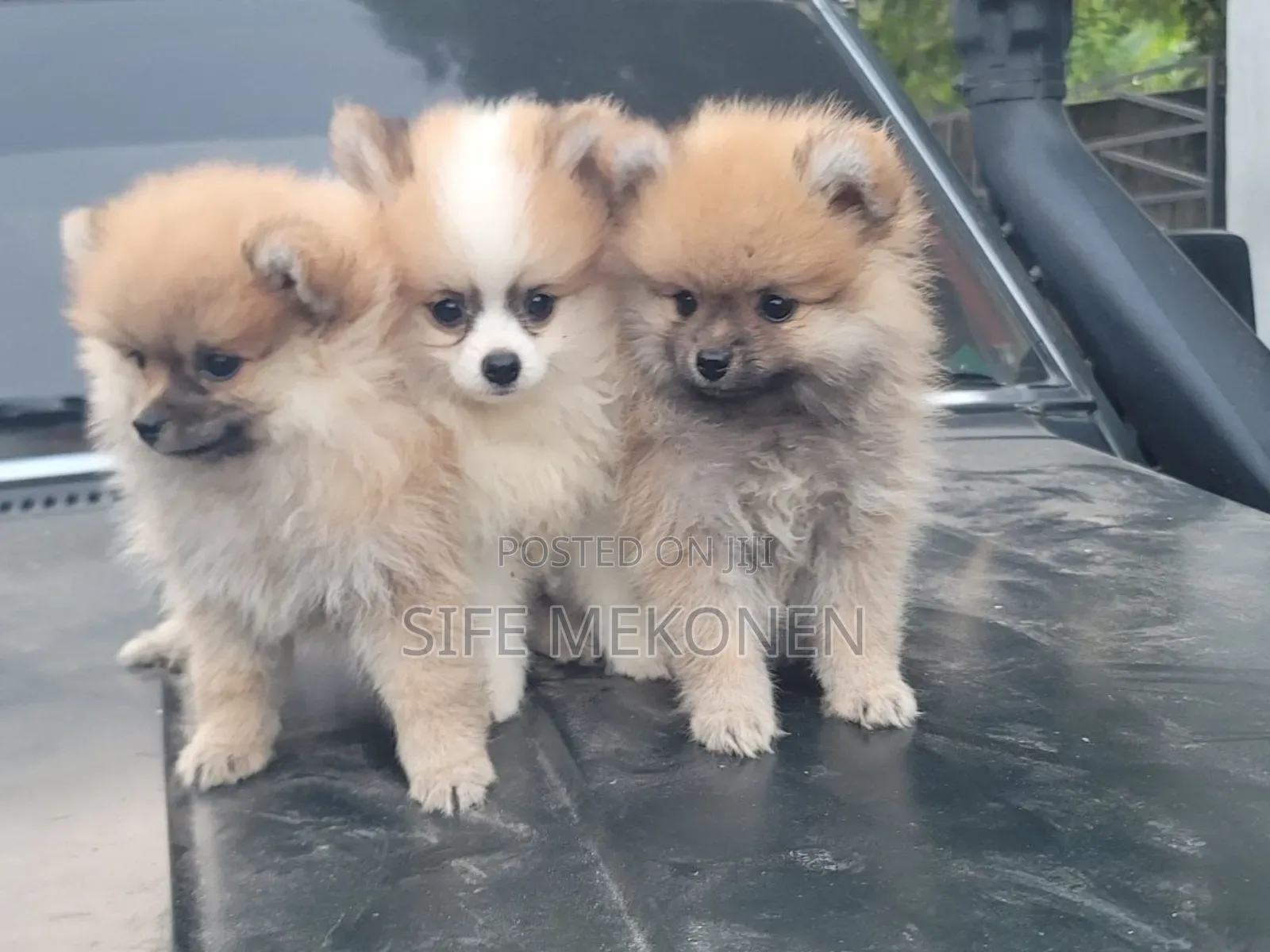 1-3 months Male Purebred Pomeranian