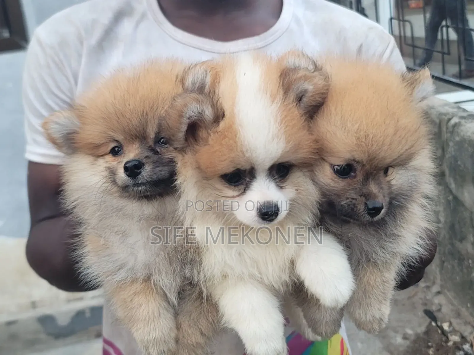 1-3 months Male Purebred Pomeranian