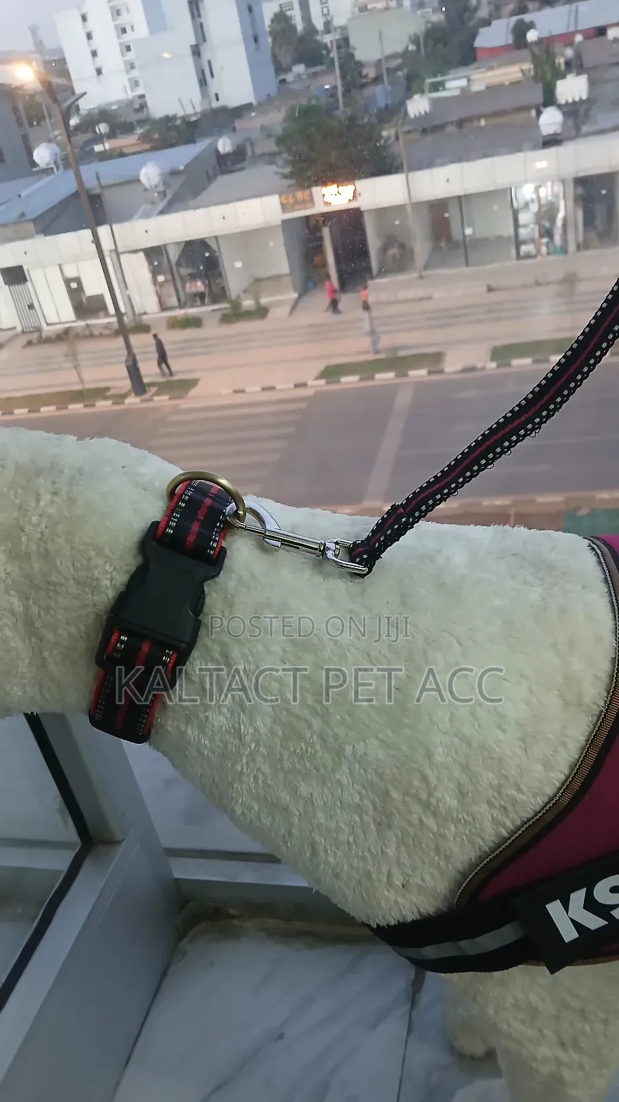 Dog Lead and Collar