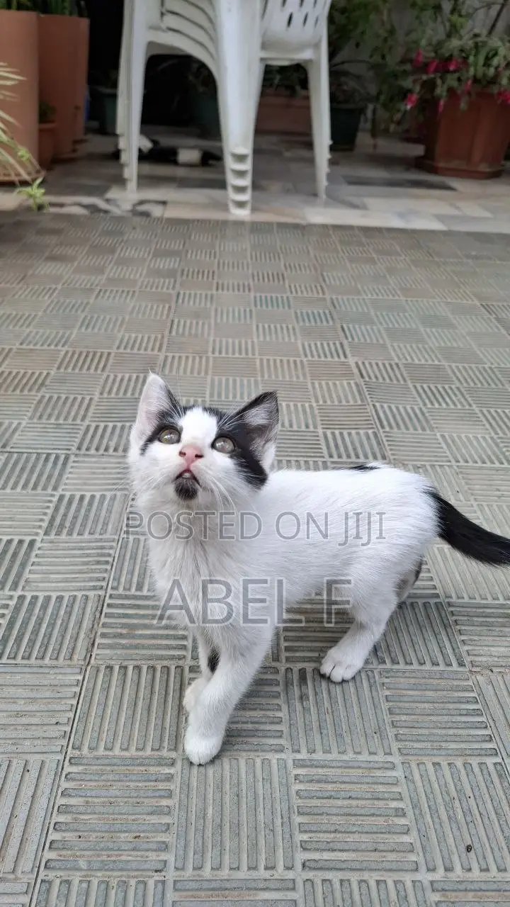 1-3 months Male Mixed Breed Abyssinian