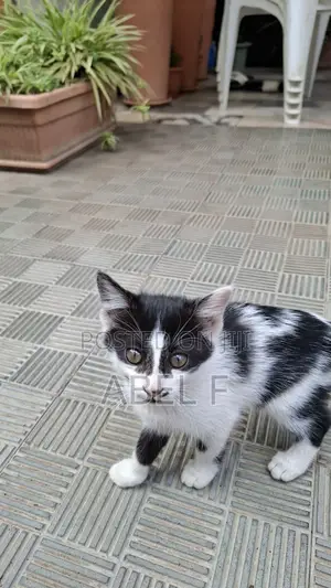 1-3 months Male Mixed Breed Abyssinian