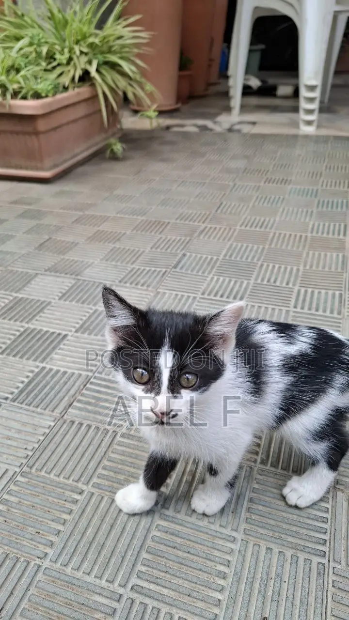 1-3 months Male Mixed Breed Abyssinian