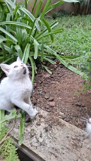 1-3 months Male Mixed Breed Abyssinian