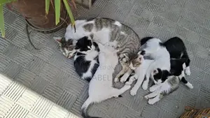 1-3 months Male Mixed Breed Abyssinian