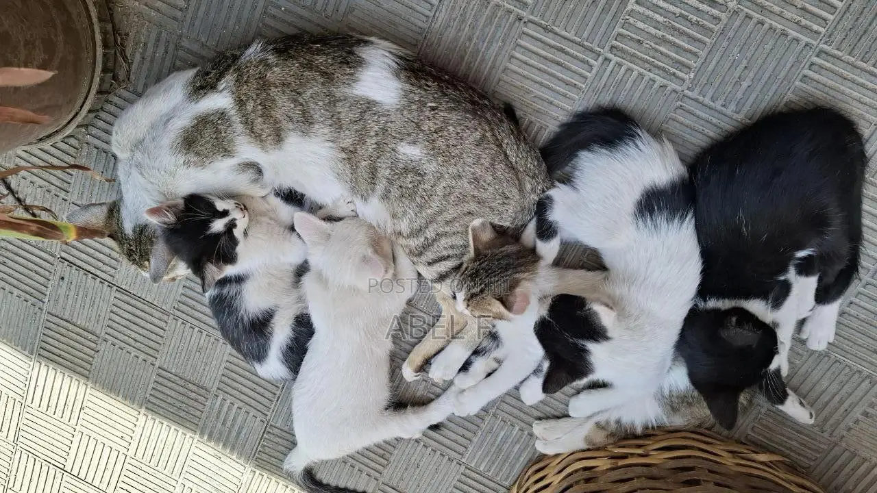 1-3 months Male Mixed Breed Abyssinian