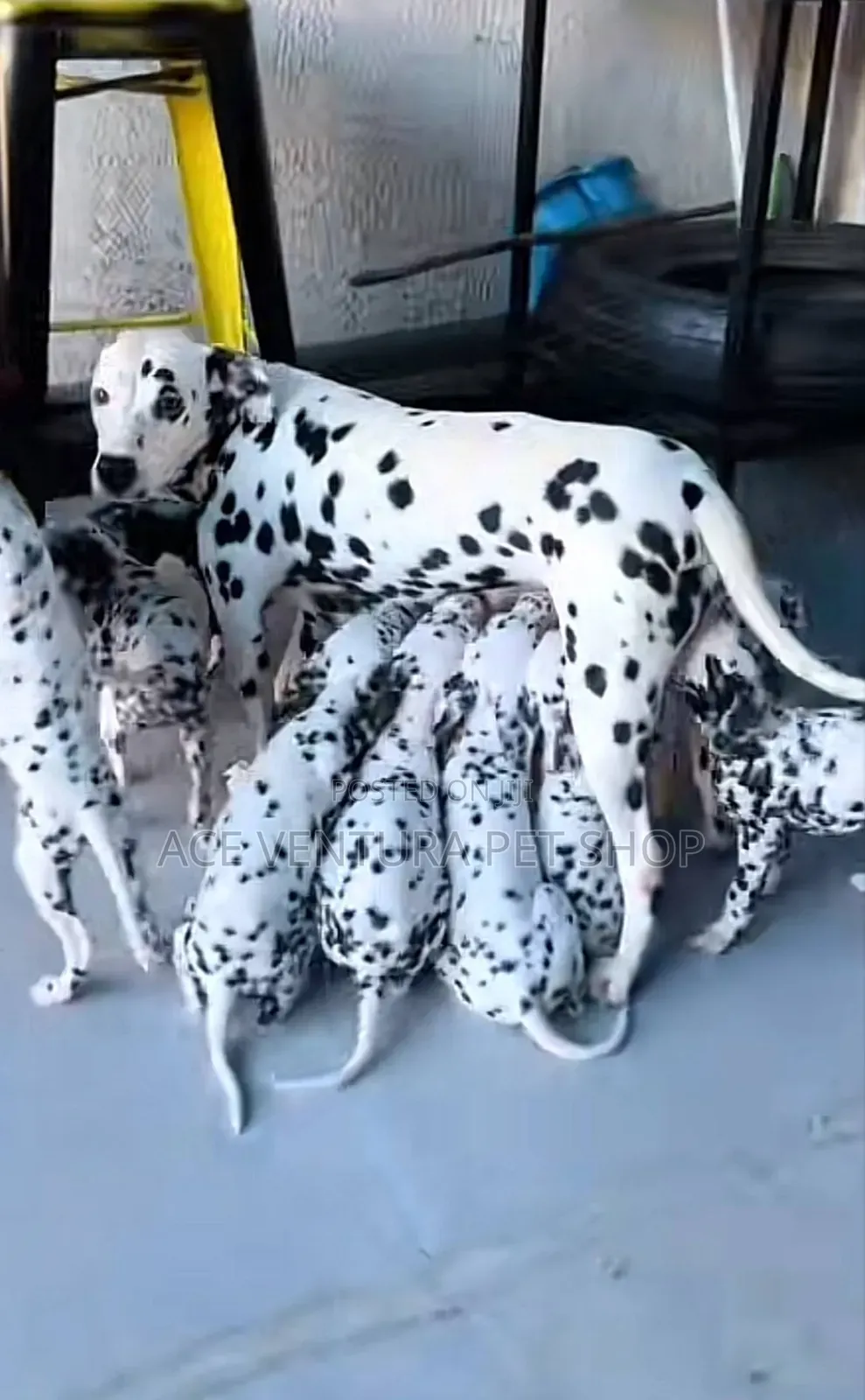1-3 months Male Purebred Dalmatian