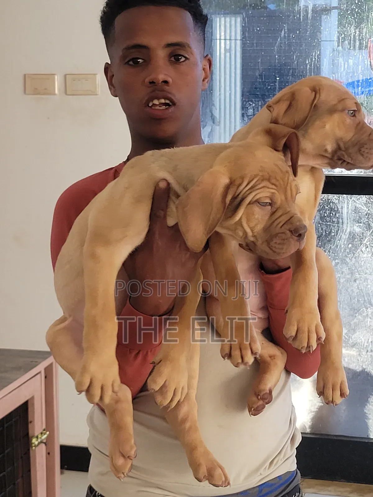 1-3 months Male Purebred Boerboel