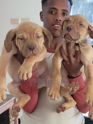 1-3 months Male Purebred Boerboel