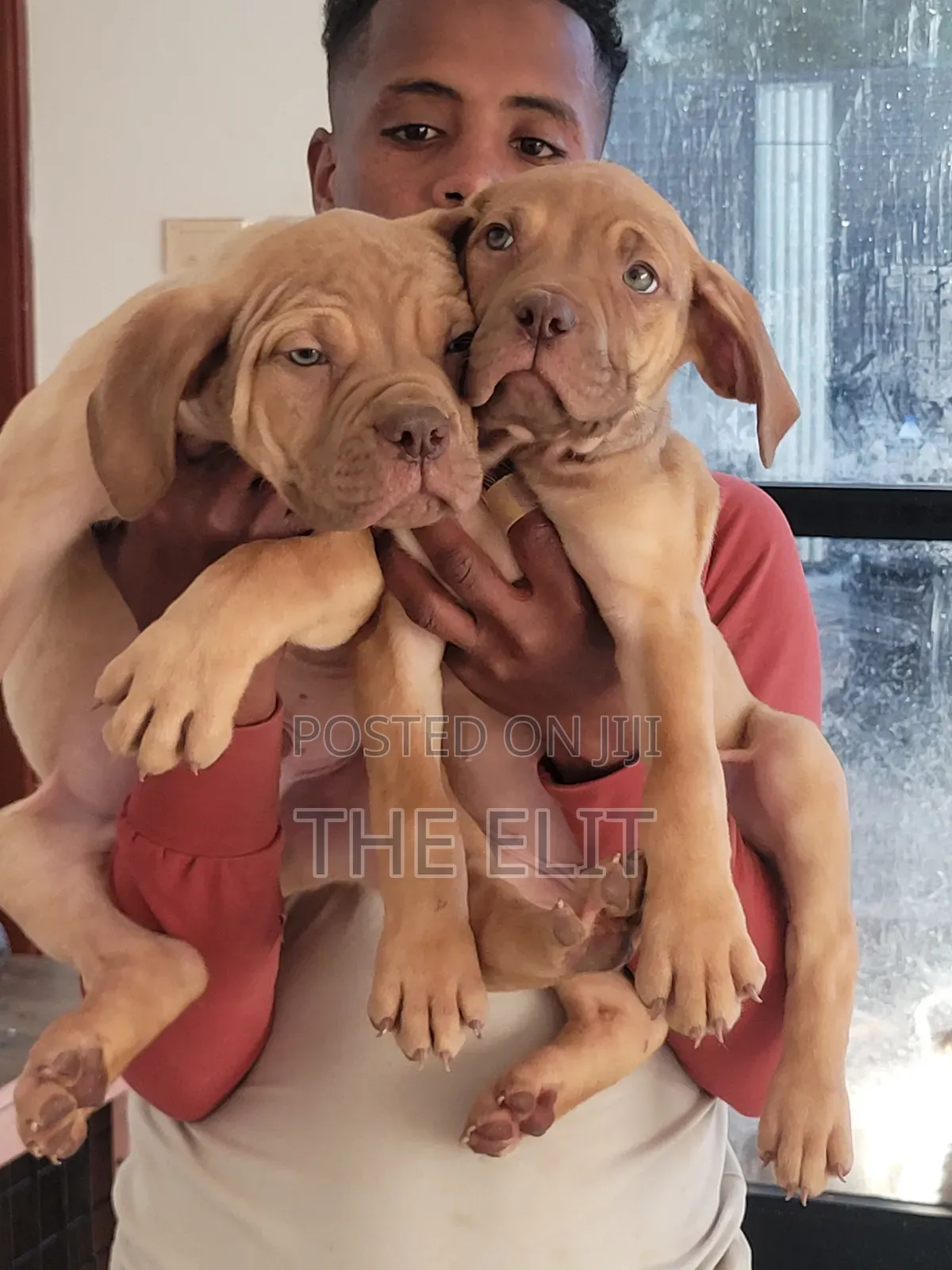 1-3 months Male Purebred Boerboel