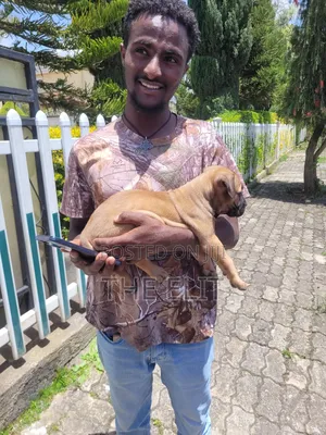 1-3 months Male Purebred Boerboel