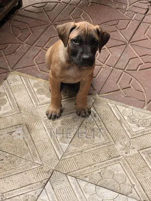 1-3 months Male Purebred Boerboel