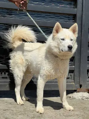 6-12 months Male Purebred Siberian Husky