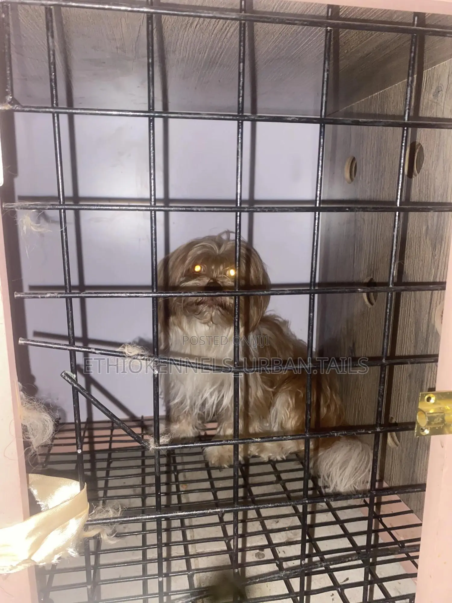 3-6 months Male Purebred Maltese