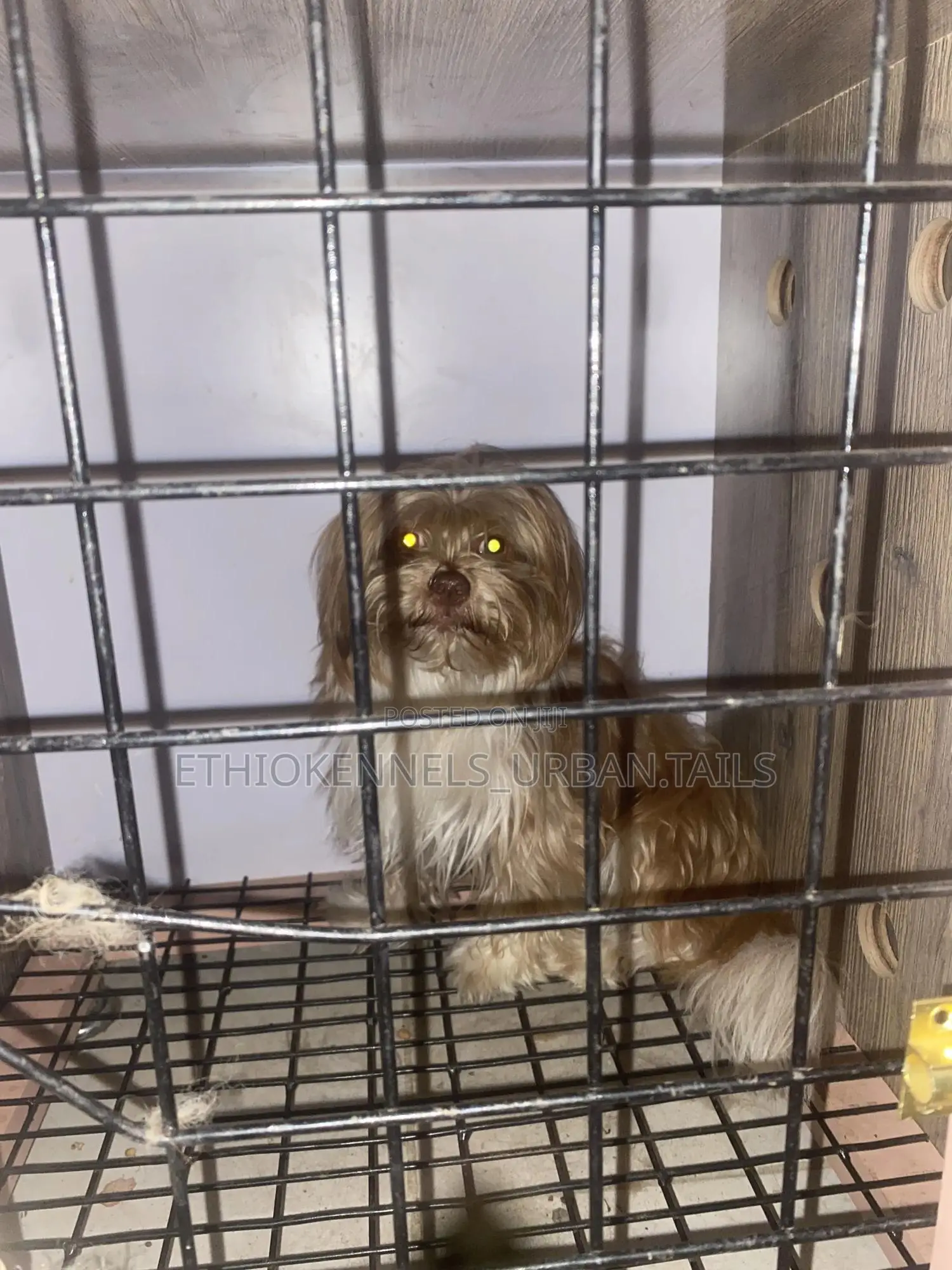 3-6 months Male Purebred Maltese