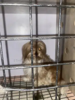 3-6 months Male Purebred Maltese