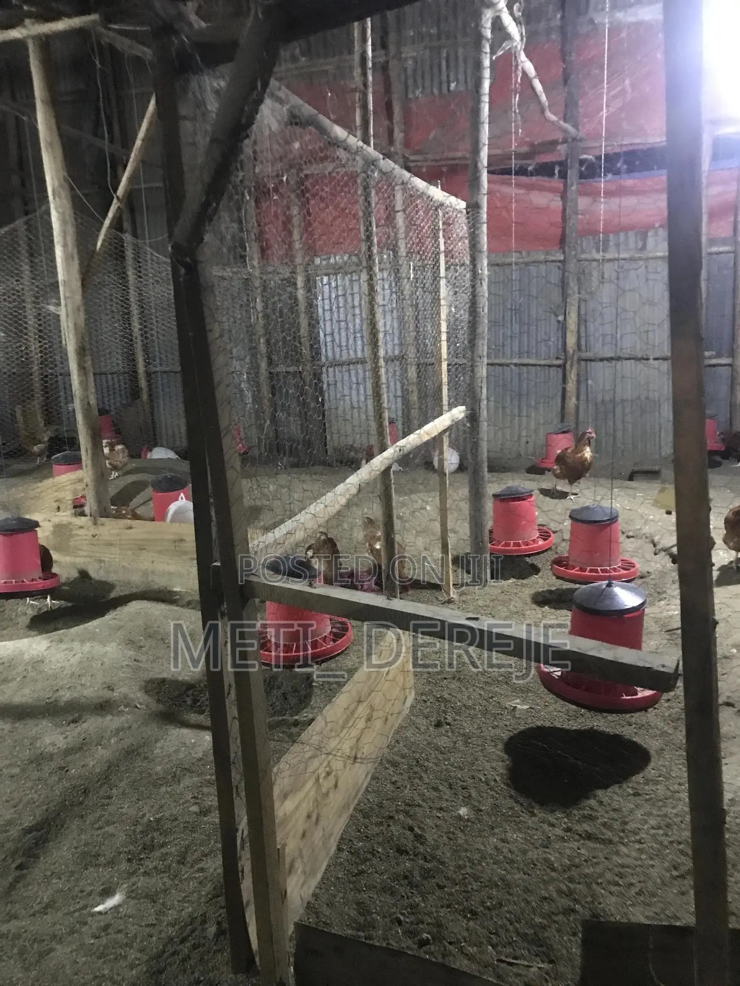 Poultry Feeder and Drinker