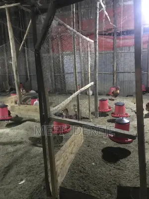 Poultry Feeder and Drinker