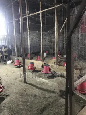 Poultry Feeder and Drinker