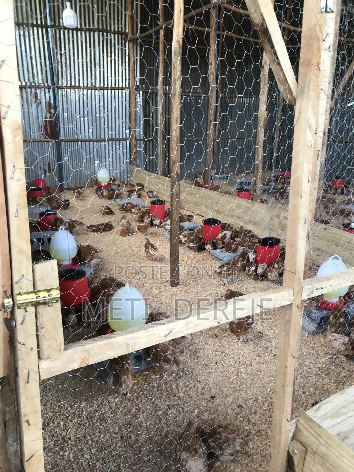 Poultry Feeder and Drinker