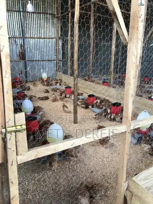 Poultry Feeder and Drinker