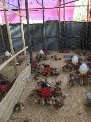 Poultry Feeder and Drinker