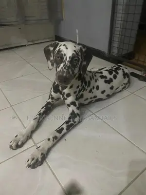 3-6 months Female Purebred Dalmatian