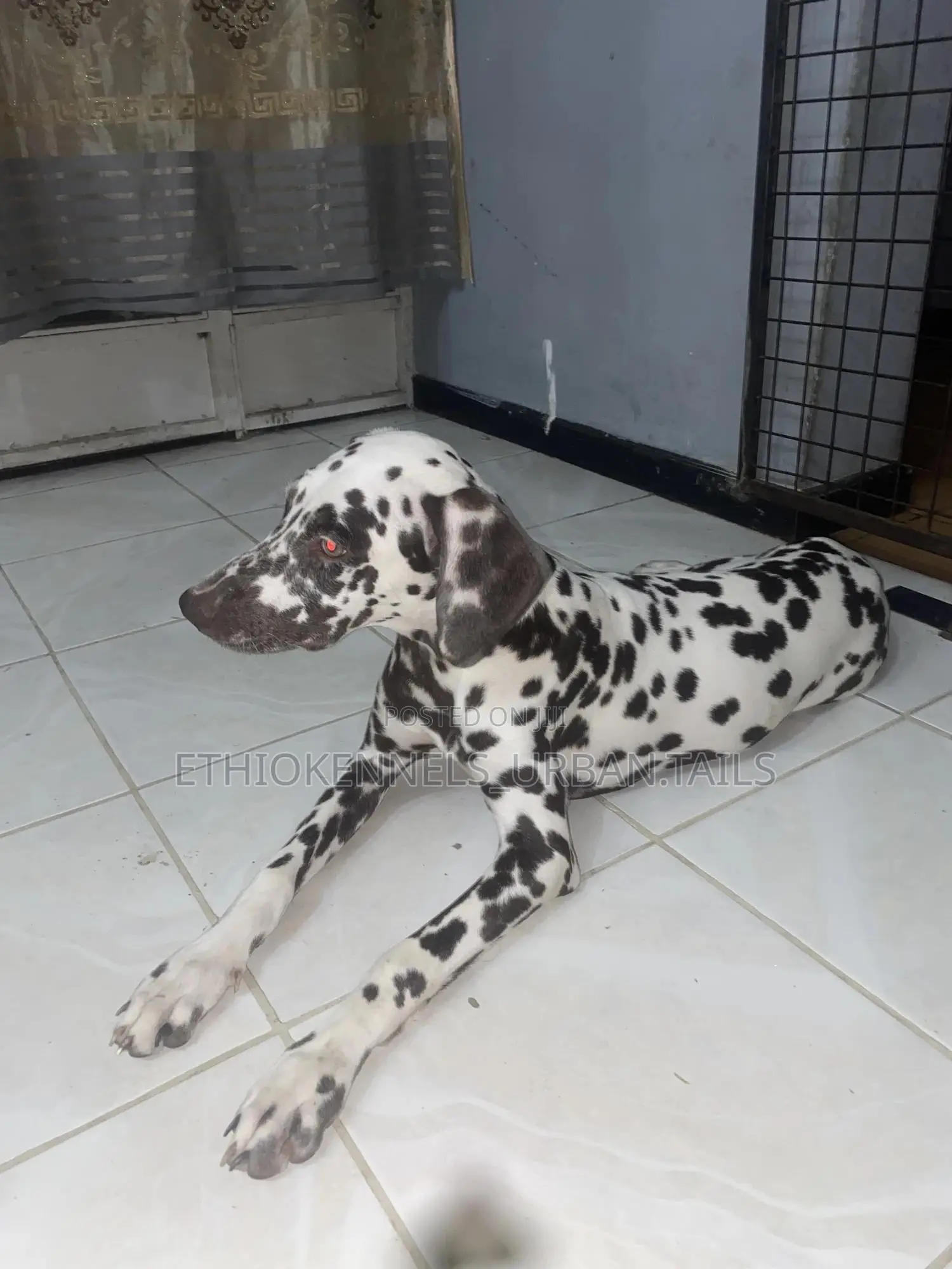 3-6 months Female Purebred Dalmatian