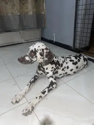 3-6 months Female Purebred Dalmatian