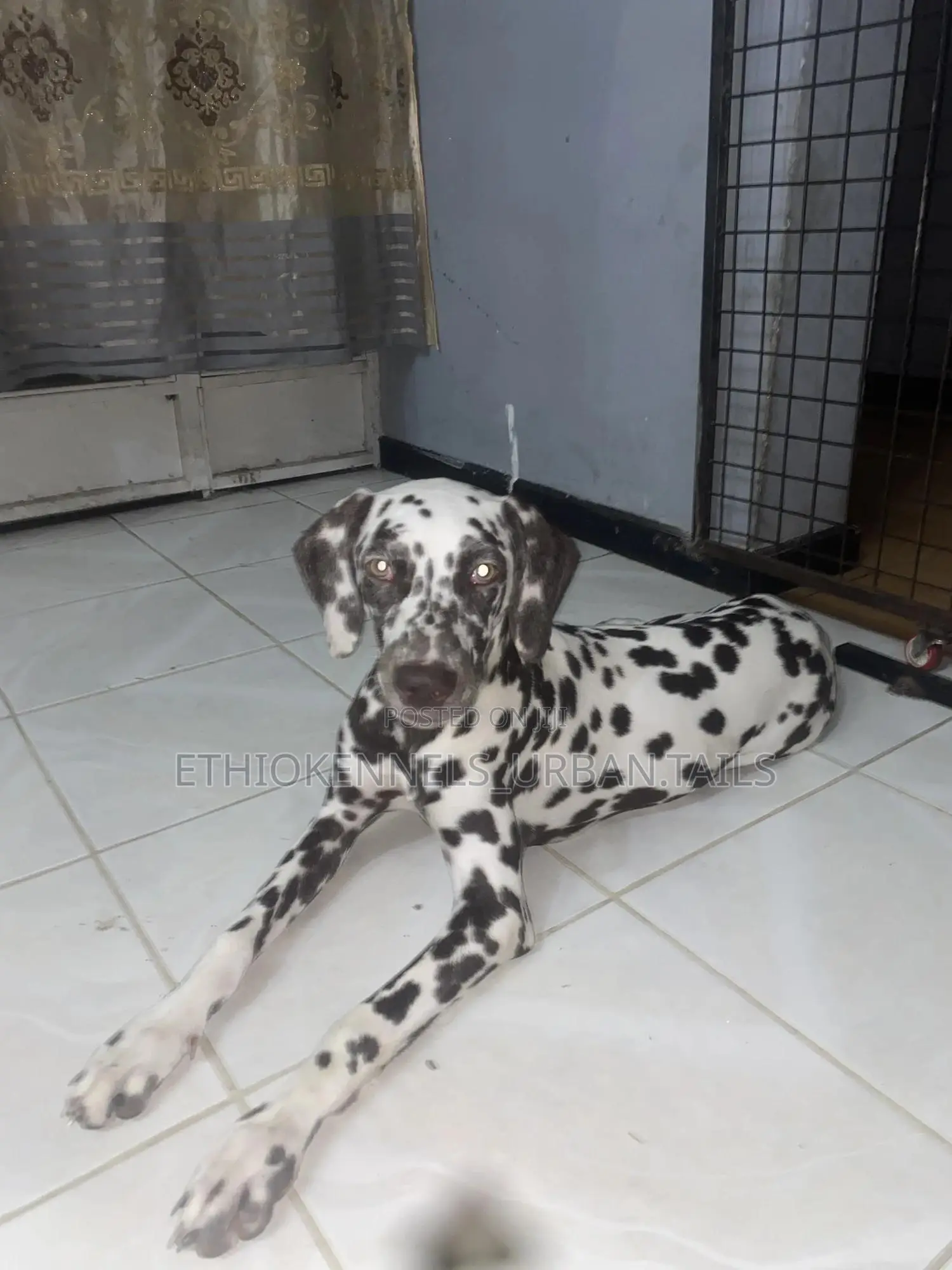 3-6 months Female Purebred Dalmatian