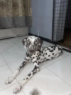 3-6 months Female Purebred Dalmatian