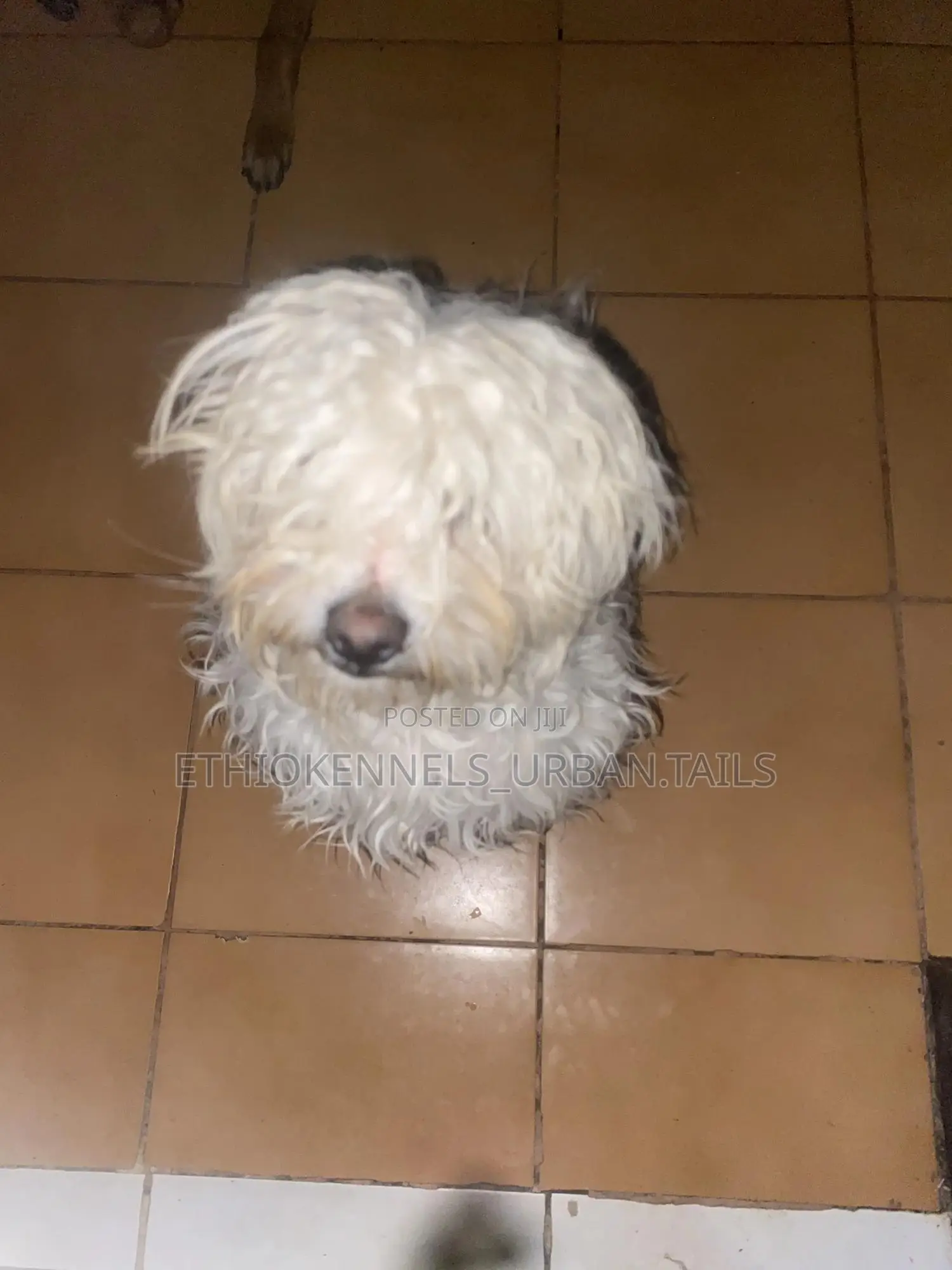 3-6 months Male Purebred Maltese
