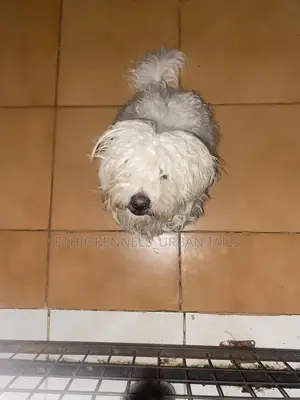 3-6 months Male Purebred Maltese