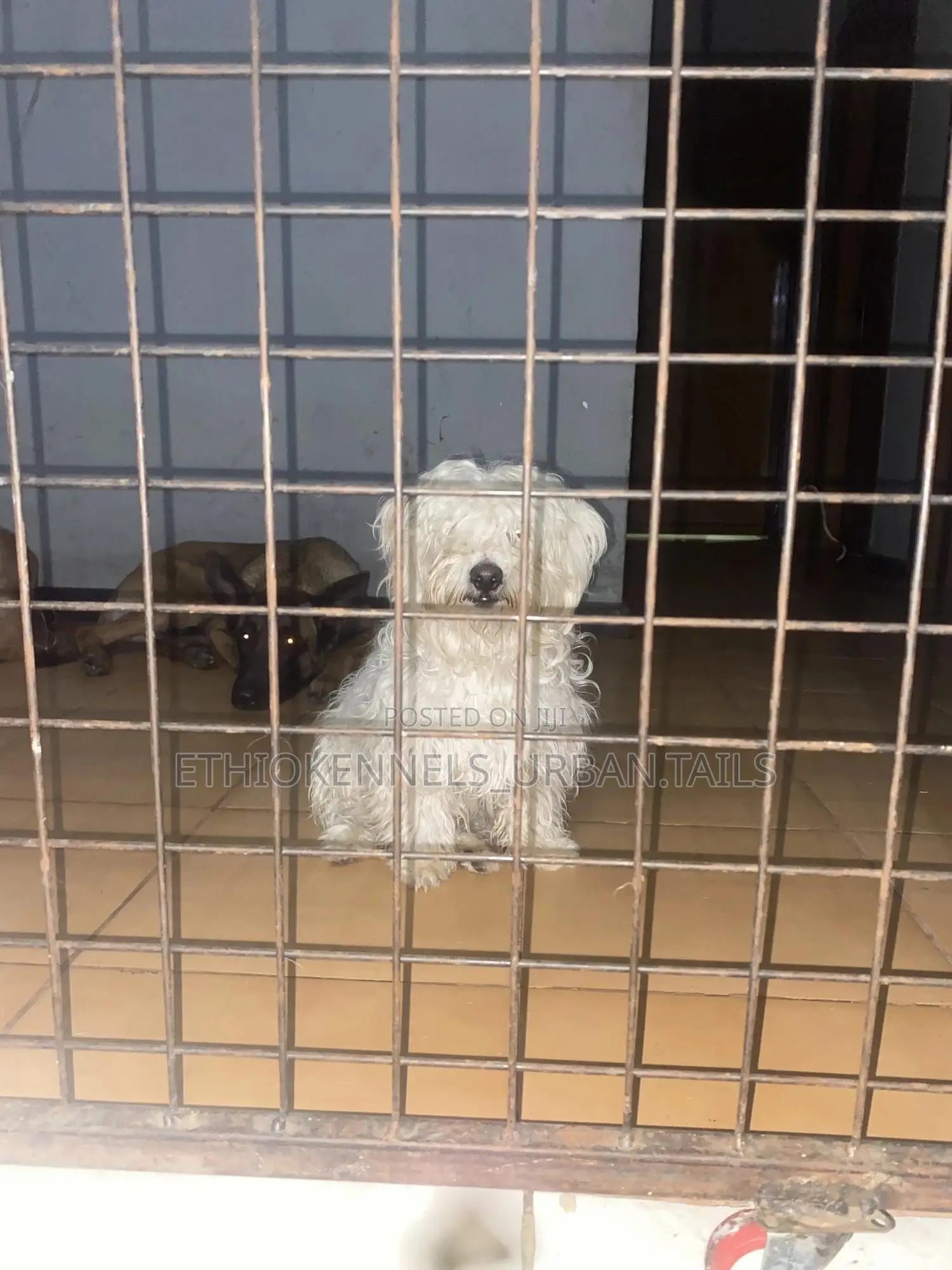 3-6 months Male Purebred Maltese