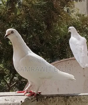 Domestic Pigeons ( Ergboch)
