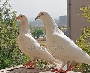 Domestic Pigeons ( Ergboch)