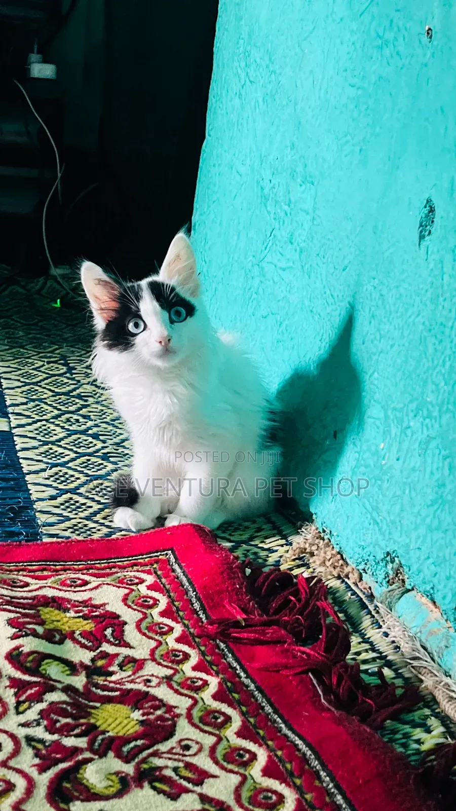 1-3 months Male Purebred American Curl