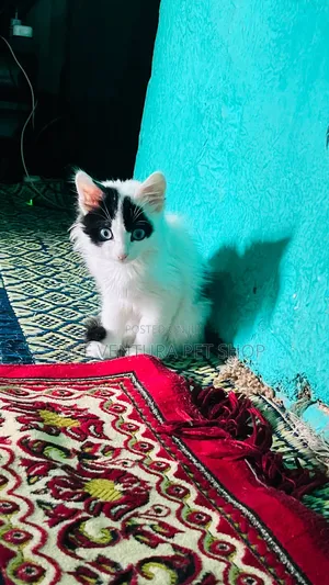 1-3 months Male Purebred American Curl